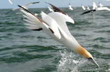 Load image into Gallery viewer, Adopt a Gannet
