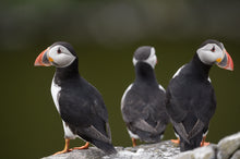 Load image into Gallery viewer, Adopt a Puffin

