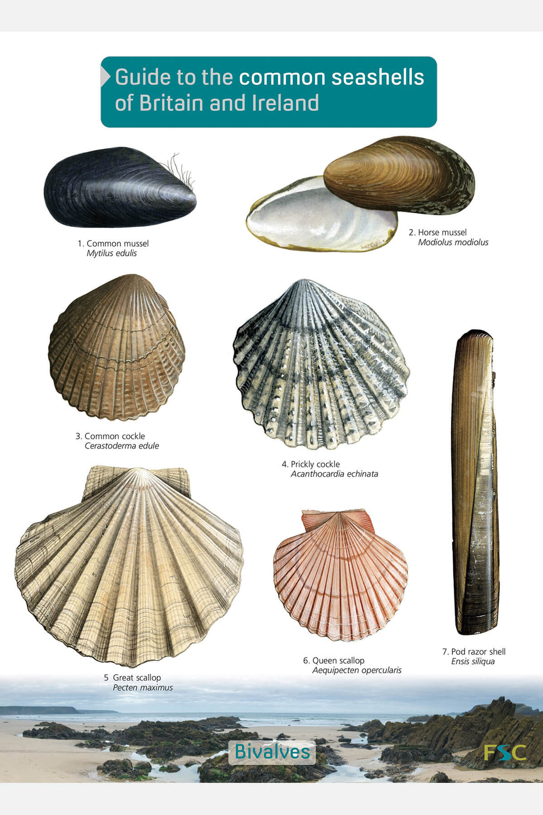 Seashells ID card