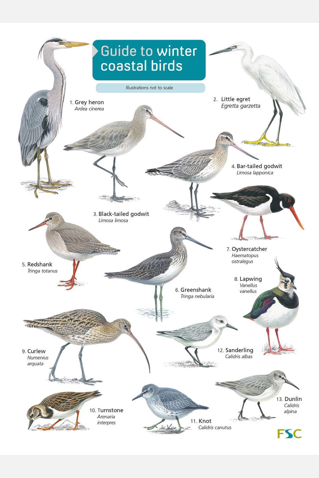 Winter Coastal birds ID card