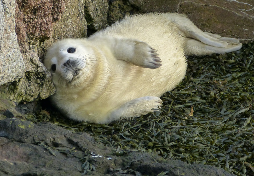 Adopt a Seal