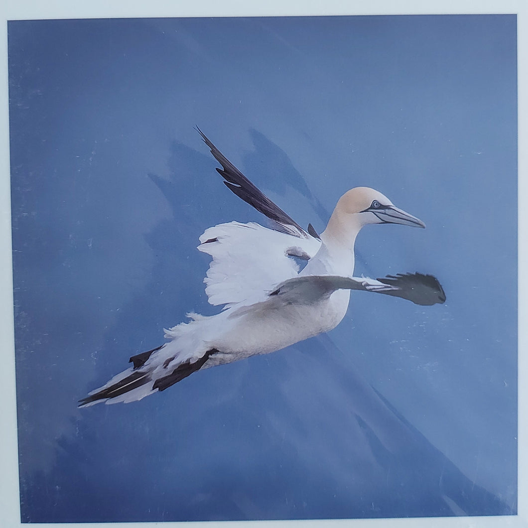 Gannet Ballet card