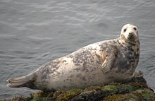 Load image into Gallery viewer, Adopt a Seal
