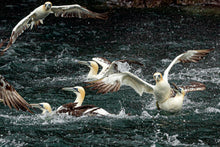 Load image into Gallery viewer, Adopt a Gannet
