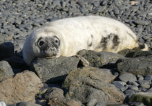 Load image into Gallery viewer, Adopt a Seal
